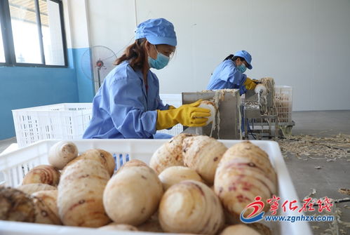 寧化農(nóng)副產(chǎn)品加工及冷鏈配送一體化建設(shè)項(xiàng)目投入生產(chǎn)
