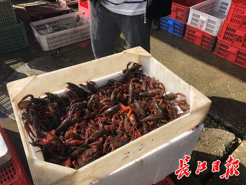 白沙洲農(nóng)副產(chǎn)品大市場(chǎng)龍蝦批發(fā)日破百噸，武漢“撮蝦子”熱度不減